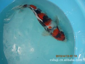 湖南地区适合养什么观赏鱼（湖南地区适合养哪些观赏鱼？） 广州水族器材滤材批发市场 第3张