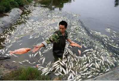 湖南地区适合养什么观赏鱼（湖南地区适合养哪些观赏鱼？） 广州水族器材滤材批发市场 第1张