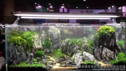 广东水族批发市场在哪个位置啊（广东水产市场的历史演变） 天王红龙 第3张