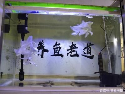 蝴蝶鲤怎么养最好（蝴蝶鲤在养护过程中需要注意一些技巧和方法以确保它们健康快乐地成长） 泰庞海鲢鱼 第2张