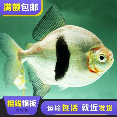 粗线银板鱼眼突怎么治了（--2万单位抗生素升温2万单位抗生素） 观赏龟/鳖饲料 第3张