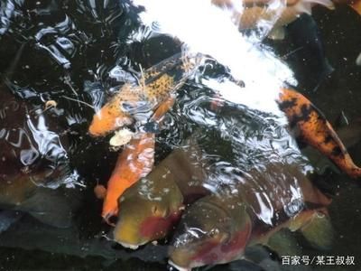 淡水观赏鱼什么鱼最好养的活（冷水观赏鱼是一种常见的冷水观赏鱼，色彩缤纷的观赏鱼） 鱼缸等水族设备 第1张