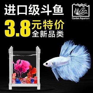 海鱼观赏鱼怎么样（海水观赏鱼的养护秘籍）