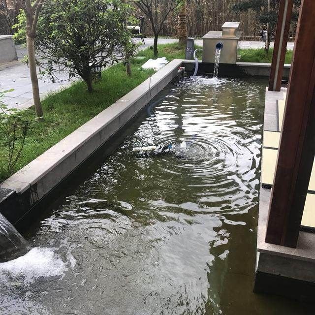 广州锦鲤池维护（广州锦鲤池维护服务） 观赏鱼市场 第1张