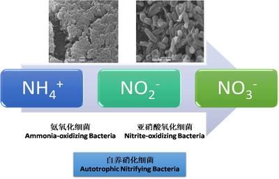 奥芬兰硝化细菌降no2（奥芬兰的硝化细菌好用吗？） 定时器/自控系统 第4张