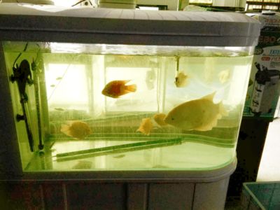 观赏鱼治疗内寄生虫（如何治疗观赏鱼内寄生虫） 观赏鱼饲料 第3张