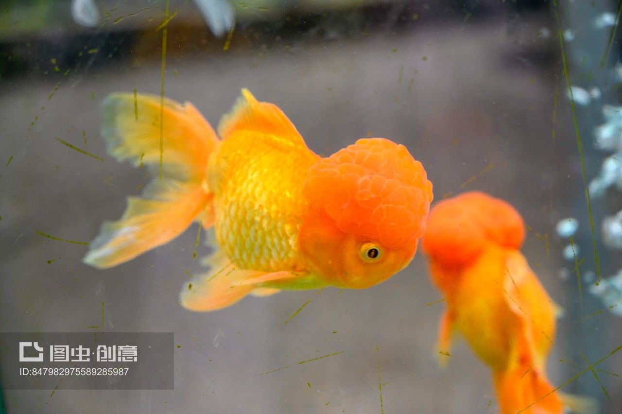 广州水族市场视频（关于广州水族市场的相关视频）