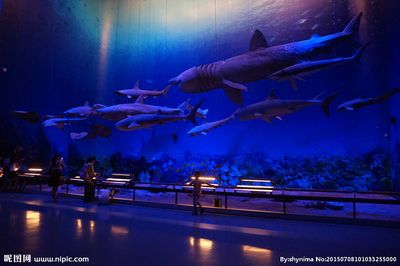 广州水族市场视频（关于广州水族市场的相关视频） 鱼缸风水 第3张