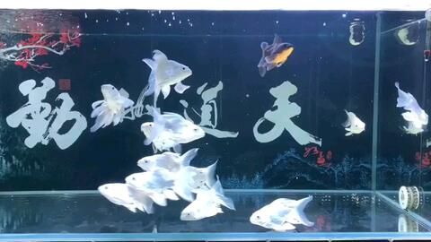 蝴蝶鲤鱼缸背景墙效果图（水族箱造景艺术）