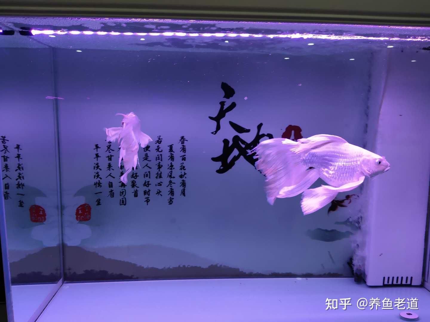 蝴蝶鲤鱼缸背景墙效果图（水族箱造景艺术）