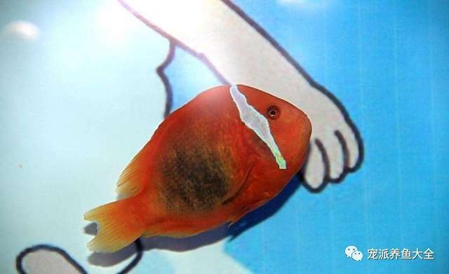 观赏鱼能吃么？（观赏鱼的养殖误区） 水族杂谈 第1张