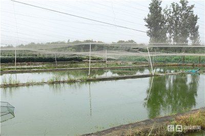 户外观赏鱼池养什么鱼好养（户外观赏鱼养殖技巧） 鱼缸等水族设备 第3张