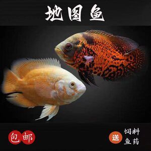 黑白鹦鹉鱼（鹦鹉鱼的特点和饲养技巧） 祥龙水族滤材/器材 第1张