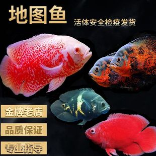 黑白鹦鹉鱼（鹦鹉鱼的特点和饲养技巧） 祥龙水族滤材/器材 第4张