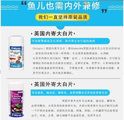 观赏鱼大白片能长期用吗有毒吗（大白片是一种治疗观赏鱼疾病的药物） 龙凤鲤鱼 第1张