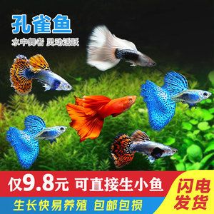 观赏鱼培训班（水族箱生态揭秘） 白子黄化银龙鱼 第3张