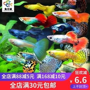 观赏鱼培训班（水族箱生态揭秘） 白子黄化银龙鱼 第4张