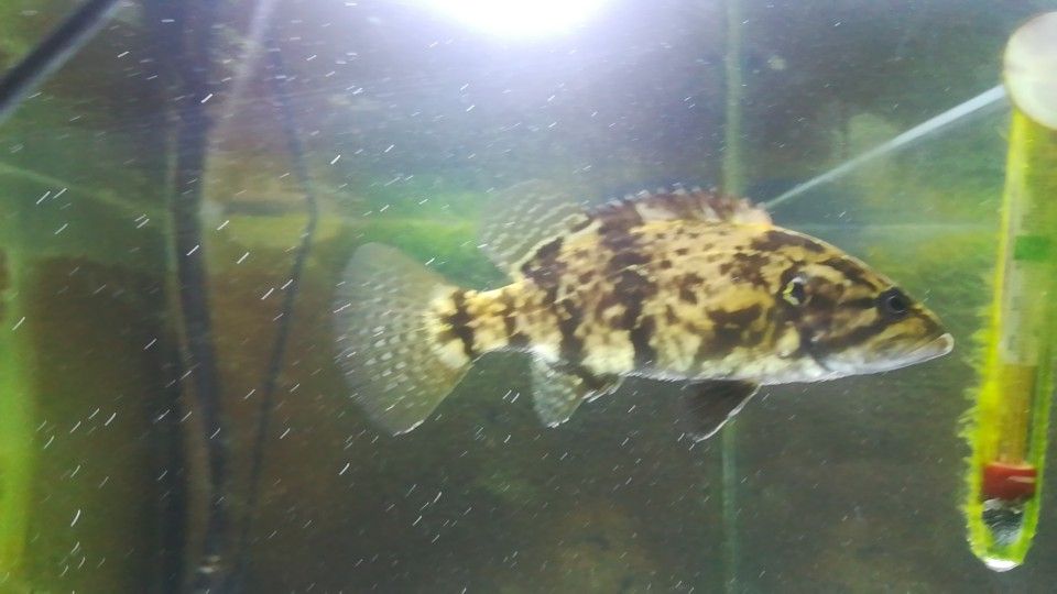 淡水冷水观赏鱼有哪些（淡水冷水观赏鱼）