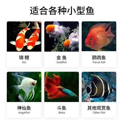 观赏鱼哪个贵（世界上最昂贵的十种观赏鱼） 喂食器 第4张