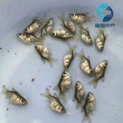 花鲢鱼苗批发（花鲢鱼苗批发价格） 成吉思汗鲨（球鲨）鱼 第3张