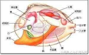 河蚌养鱼缸里水质会变差吗为什么（如何在鱼缸中养河蚌）