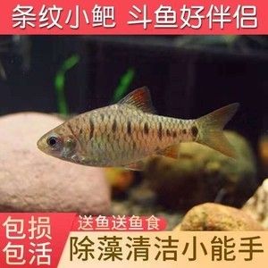 观赏鱼种类冷水鱼和热水鱼（冷水鱼和热水鱼有什么区别） 帝王迷宫鱼 第4张