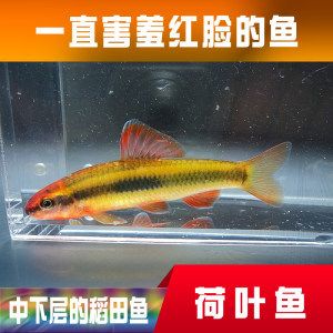 观赏鱼种类冷水鱼和热水鱼（冷水鱼和热水鱼有什么区别） 帝王迷宫鱼 第3张