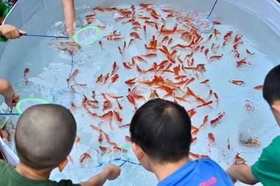 观赏鱼技术培训学校（2017年安徽生物工程学校观赏鱼养殖培训报名在线网） 广州祥龙国际水族贸易 第4张