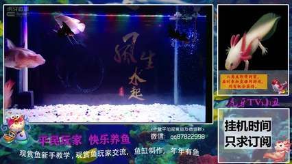 观赏鱼教学视频完整版（水族箱的美学原理） 黄金鸭嘴鱼 第4张