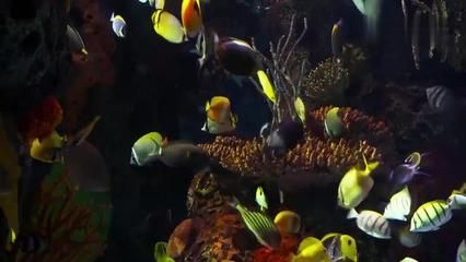 观赏鱼教学视频完整版（水族箱的美学原理）