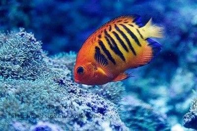 红海观赏鱼（红海观赏鱼你了解多少） 广州祥龙国际水族贸易 第2张