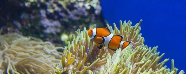 红海观赏鱼（红海观赏鱼你了解多少） 广州祥龙国际水族贸易 第3张