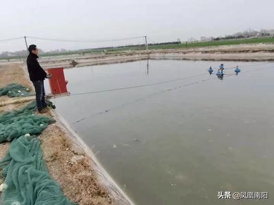 广州观赏鱼养殖基地在哪儿啊多少钱（广州观赏鱼养殖基地价格） 广州观赏鱼鱼苗批发市场 第4张