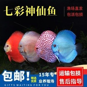 国外七彩神仙鱼养殖场（七彩神仙鱼养殖技术） 广州水族器材滤材批发市场 第3张