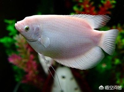 海南水族馆观赏鱼批发（海南水族馆观赏鱼批发信息分布在以下几个方面） 月光鸭嘴鱼苗 第3张