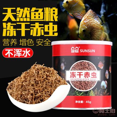 观赏鱼红虫饲料（红虫是一种常见的观赏鱼饲料） 杰西卡恐龙鱼 第1张