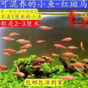 淡水观赏鱼混养方法视频（淡水观赏鱼混养的基本原则和技巧） 彩鲽鱼缸（彩蝶鱼缸） 第3张