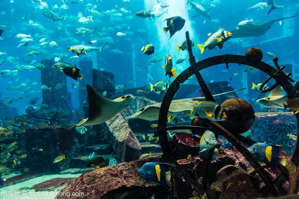 观赏鱼水族馆照片真实（世界各地著名水族馆摄影技巧想要拍摄出令人赞叹的水族馆照片） 黄金梦幻雷龙鱼 第4张