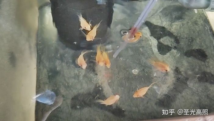 观赏鱼能不能吃面包屑呢（宠物饲料的选择与误区） 特里斯红外线 第3张