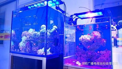 海水观赏鱼市场（全球观赏鱼市场的竞争格局分析全球观赏鱼市场的竞争态势）