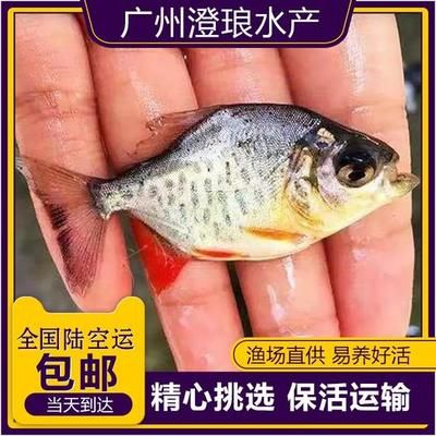 观赏鱼能空运吗现在怎么养（宠物鱼空运流程详解） 海象鱼 第1张