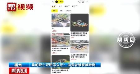 观赏鱼买回来就死了,可以去找老板吗（观赏鱼的养护误区）