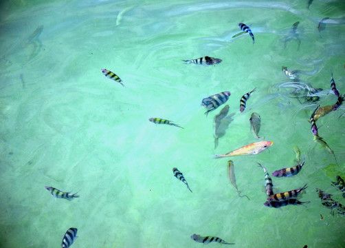 海水观赏鱼渔场养殖（海水观赏鱼养殖技术） 野生埃及神仙鱼 第3张