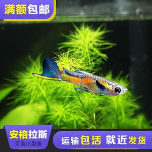 反应快游速快的小型观赏鱼（丽丽鱼的生物力学） 广州祥龙国际水族贸易 第4张