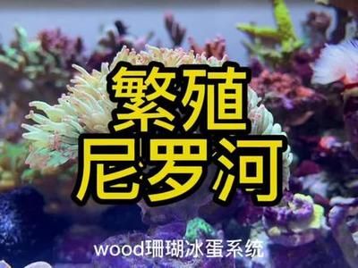 海缸观赏鱼繁殖有哪些（海水观赏鱼的繁殖技术解析） 祥龙传奇品牌鱼缸 第1张