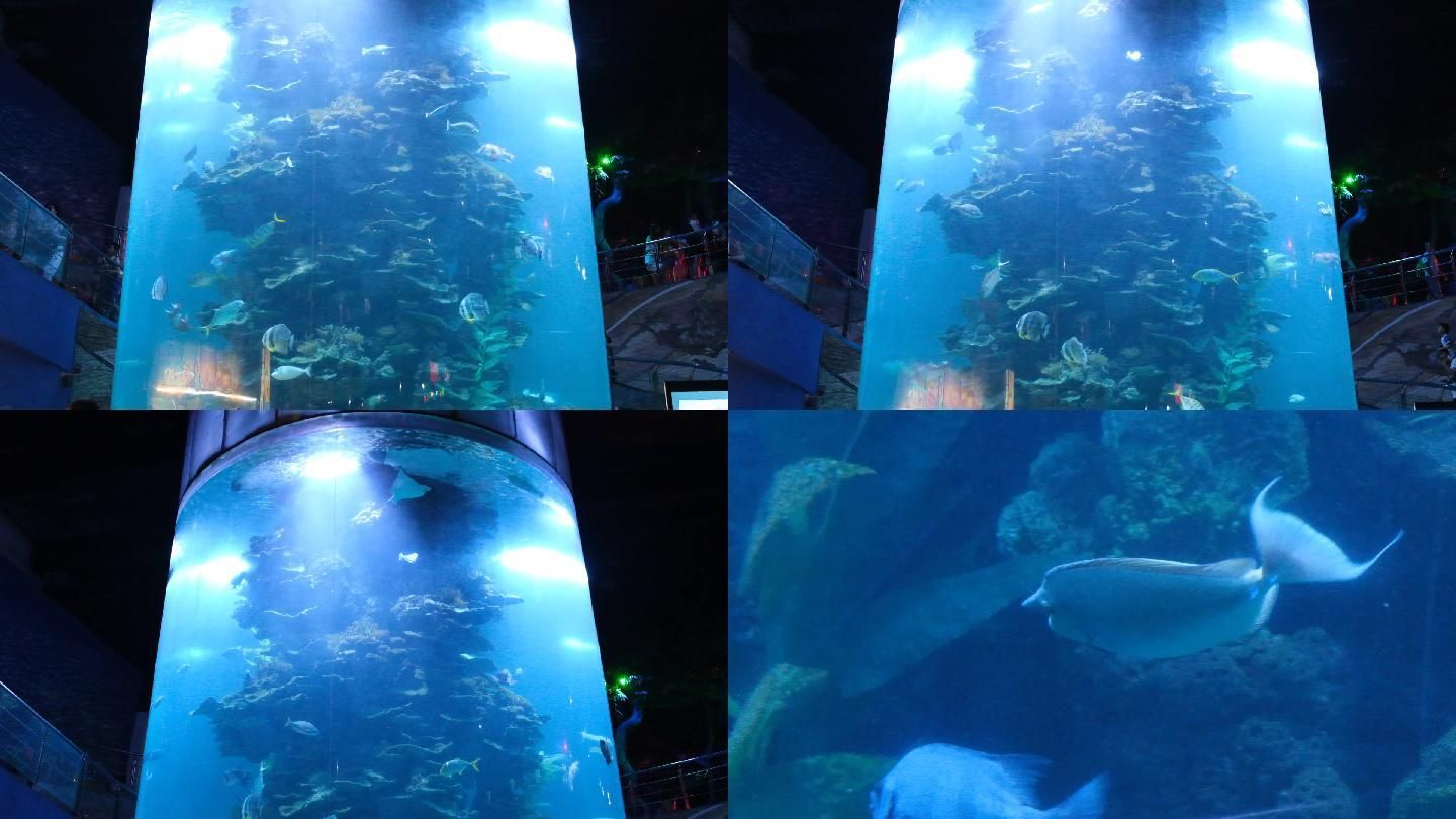 观赏鱼水族馆照片真实吗（水族馆摄影技巧） 金老虎鱼 第3张