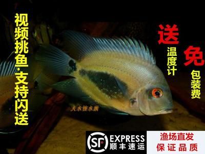 黑云鱼为什么叫大吉大利（黑云鱼的养殖技巧） 其它水族用具设备 第3张