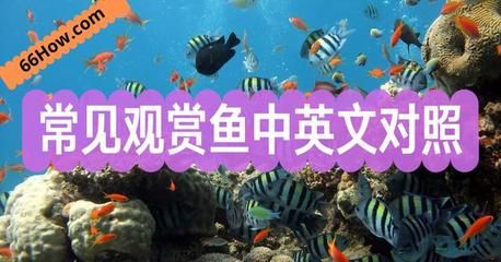 观赏鱼的店铺名字怎么取好（如何给店铺起名字？） 赤元素 第2张