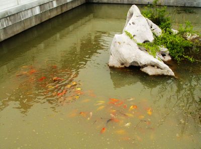 户外锦鲤池水浑浊怎么办（户外锦鲤池水浑浊的原因是什么）