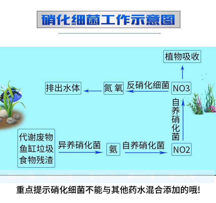 TM硝化细菌（硝化细菌是一类好氧性细菌） 银河星钻鱼 第4张